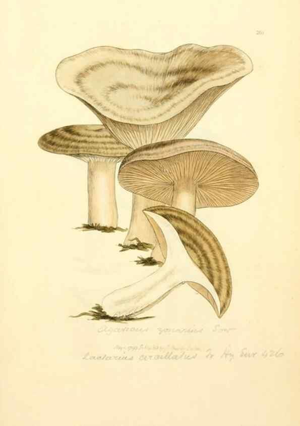 Reproducción/Reproduction 8229429119: Coloured figures of English fungi or mushrooms.. London,Printed by J. Davis,1797-[1809]