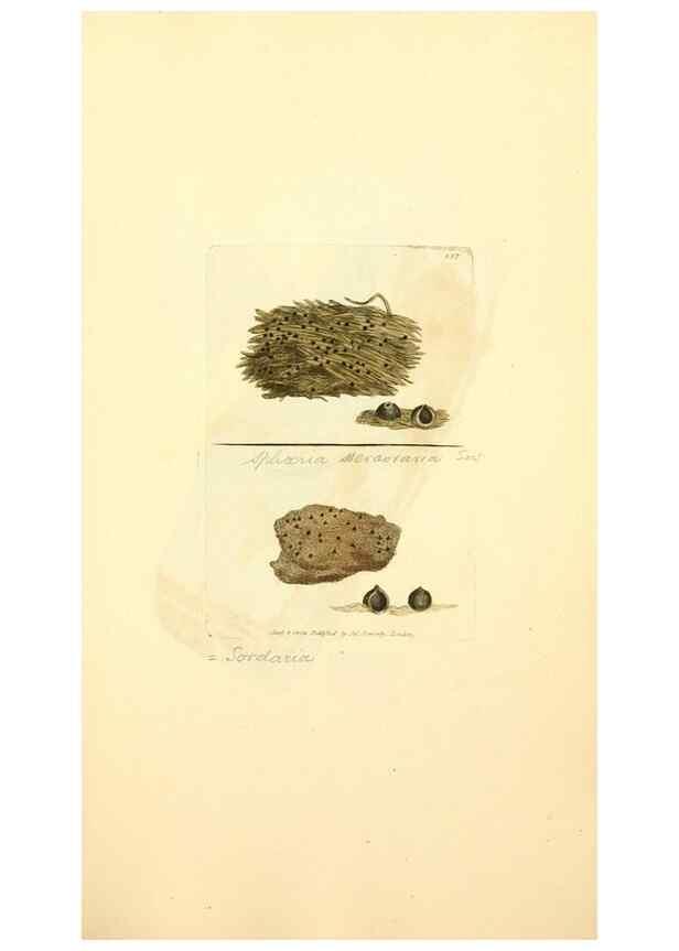 Reproducción/Reproduction 8230573288: Coloured figures of English fungi or mushrooms.. London,Printed by J. Davis,1797-[1809]