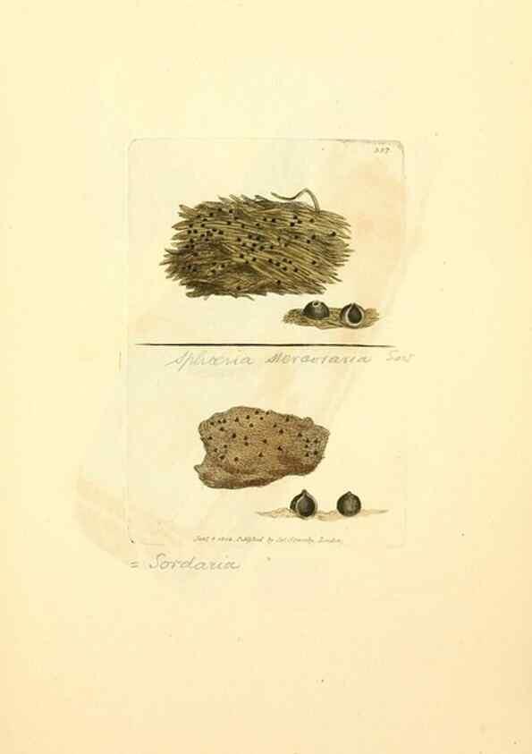 Reproducción/Reproduction 8230573288: Coloured figures of English fungi or mushrooms.. London,Printed by J. Davis,1797-[1809]