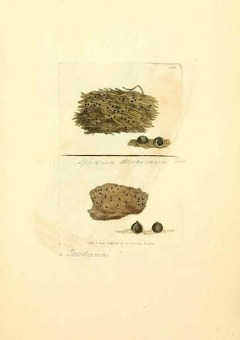 Reproducción/Reproduction 8230573288: Coloured figures of English fungi or mushrooms.. London,Printed by J. Davis,1797-[1809]