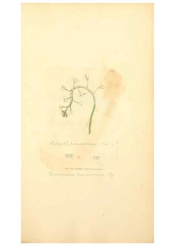 Reproducción/Reproduction 8229509665: Coloured figures of English fungi or mushrooms.. London,Printed by J. Davis,1797-[1809]
