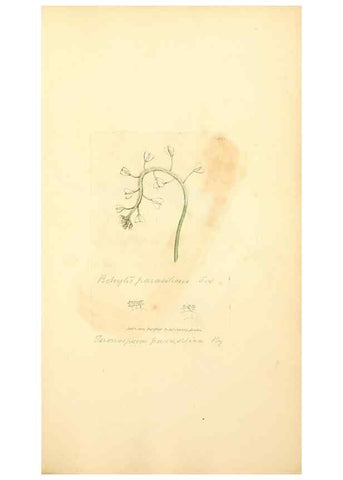 Reproducción/Reproduction 8229509665: Coloured figures of English fungi or mushrooms.. London,Printed by J. Davis,1797-[1809]