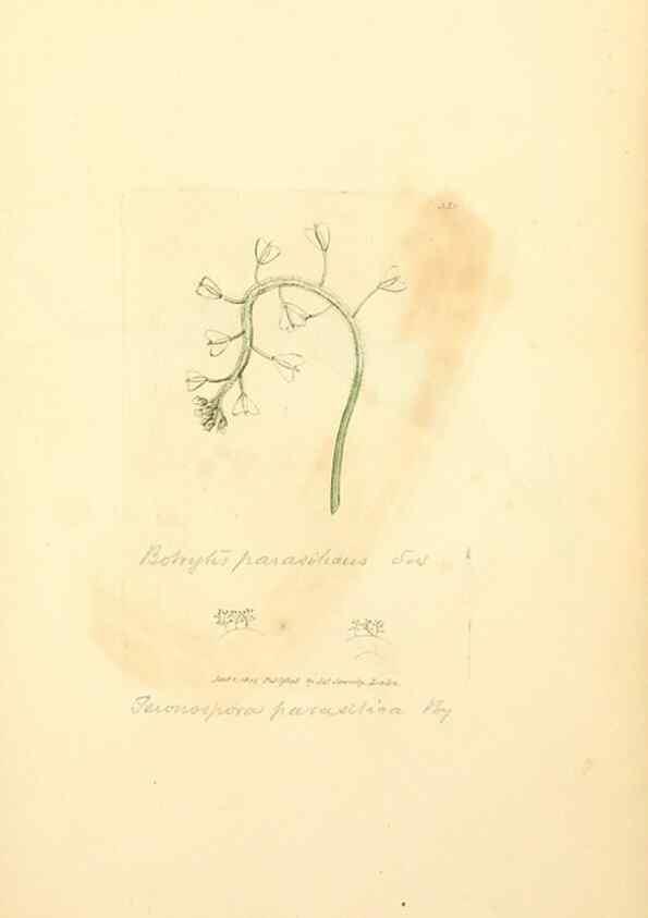 Reproducción/Reproduction 8229509665: Coloured figures of English fungi or mushrooms.. London,Printed by J. Davis,1797-[1809]