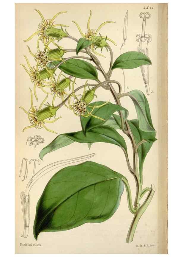 Reproducción/Reproduction 8240524111: Curtis's botanical magazine.. London ;New York [etc.] :Academic Press [etc.]