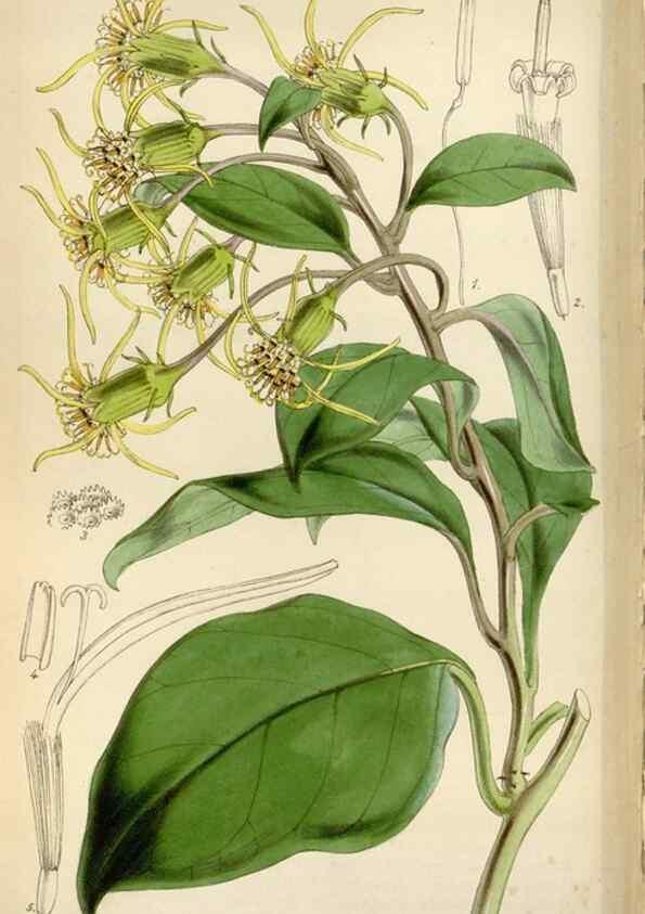 Reproducción/Reproduction 8240524111: Curtis's botanical magazine.. London ;New York [etc.] :Academic Press [etc.]