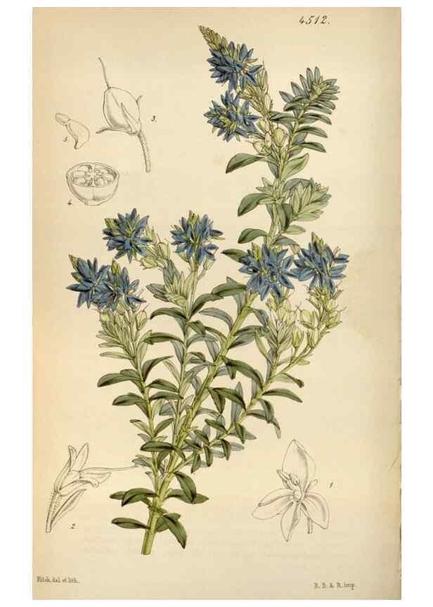 Reproducción/Reproduction 8241593588: Curtis's botanical magazine.. London ;New York [etc.] :Academic Press [etc.]