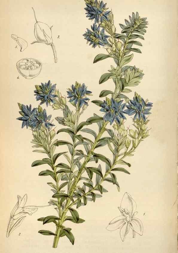 Reproducción/Reproduction 8241593588: Curtis's botanical magazine.. London ;New York [etc.] :Academic Press [etc.]