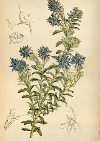 Reproducción/Reproduction 8241593588: Curtis's botanical magazine.. London ;New York [etc.] :Academic Press [etc.]