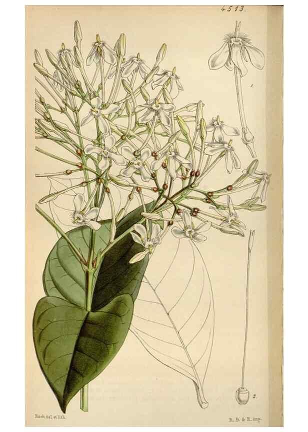 Reproducción/Reproduction 8240525277: Curtis's botanical magazine.. London ;New York [etc.] :Academic Press [etc.]