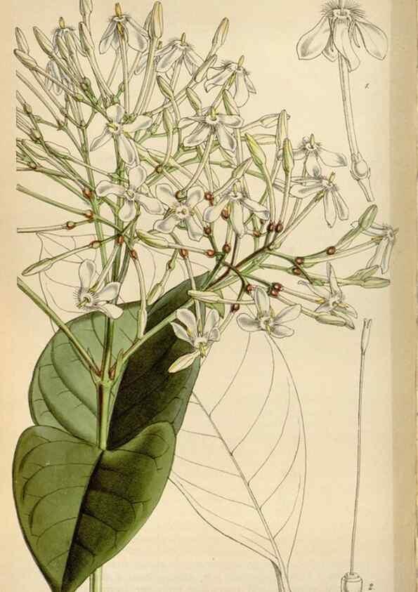 Reproducción/Reproduction 8240525277: Curtis's botanical magazine.. London ;New York [etc.] :Academic Press [etc.]