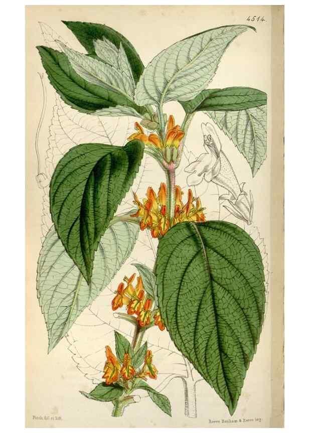 Reproducción/Reproduction 8241594986: Curtis's botanical magazine.. London ;New York [etc.] :Academic Press [etc.]