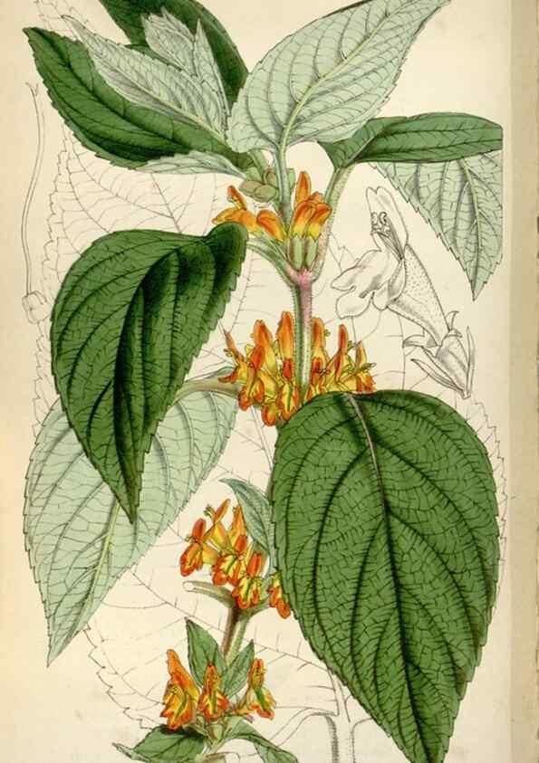 Reproducción/Reproduction 8241594986: Curtis's botanical magazine.. London ;New York [etc.] :Academic Press [etc.]