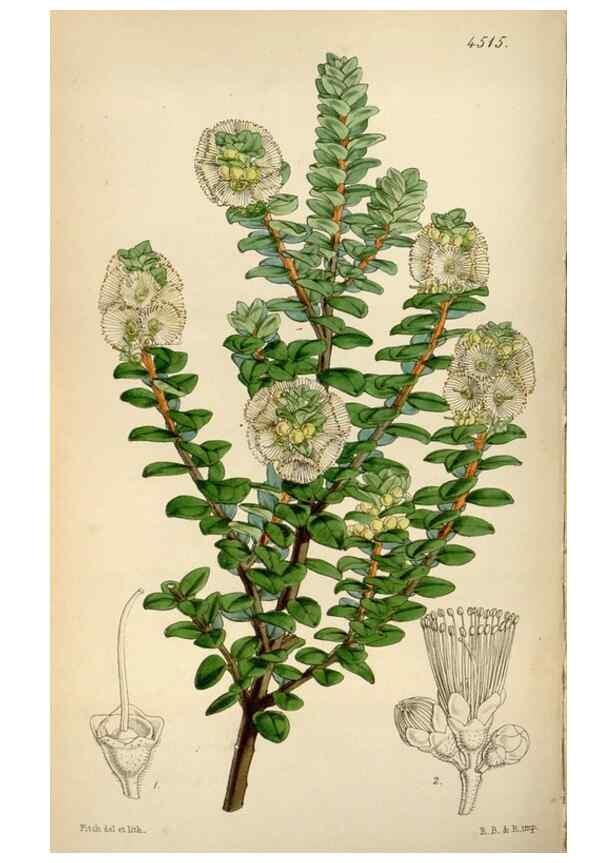 Reproducción/Reproduction 8241595786: Curtis's botanical magazine.. London ;New York [etc.] :Academic Press [etc.]