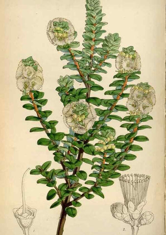 Reproducción/Reproduction 8241595786: Curtis's botanical magazine.. London ;New York [etc.] :Academic Press [etc.]