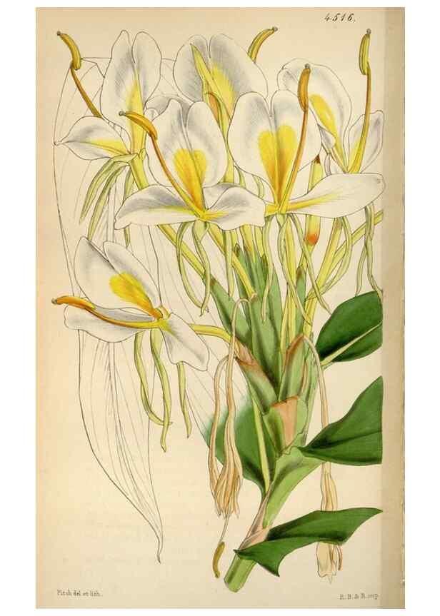 Reproducción/Reproduction 8240527359: Curtis's botanical magazine.. London ;New York [etc.] :Academic Press [etc.]