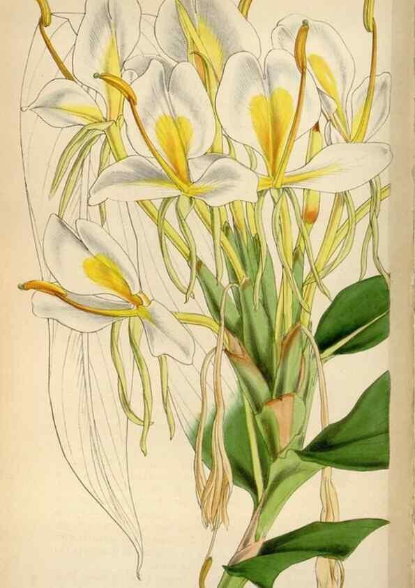 Reproducción/Reproduction 8240527359: Curtis's botanical magazine.. London ;New York [etc.] :Academic Press [etc.]