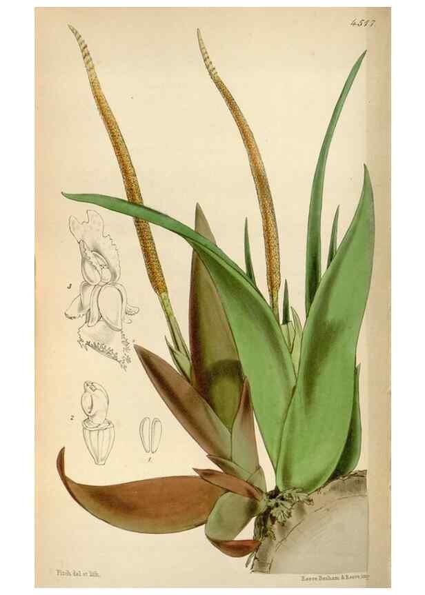 Reproducción/Reproduction 8240528099: Curtis's botanical magazine.. London ;New York [etc.] :Academic Press [etc.]