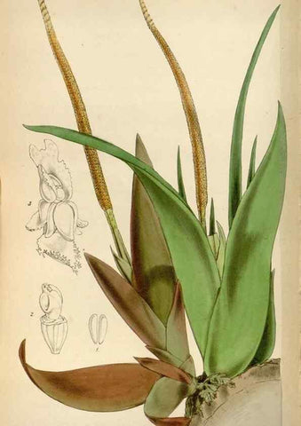 Reproducción/Reproduction 8240528099: Curtis's botanical magazine.. London ;New York [etc.] :Academic Press [etc.]