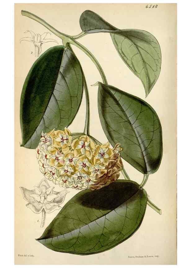 Reproducción/Reproduction 8240529575: Curtis's botanical magazine.. London ;New York [etc.] :Academic Press [etc.]