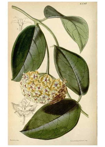Reproducción/Reproduction 8240529575: Curtis's botanical magazine.. London ;New York [etc.] :Academic Press [etc.]