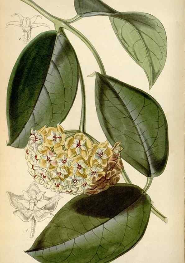 Reproducción/Reproduction 8240529575: Curtis's botanical magazine.. London ;New York [etc.] :Academic Press [etc.]