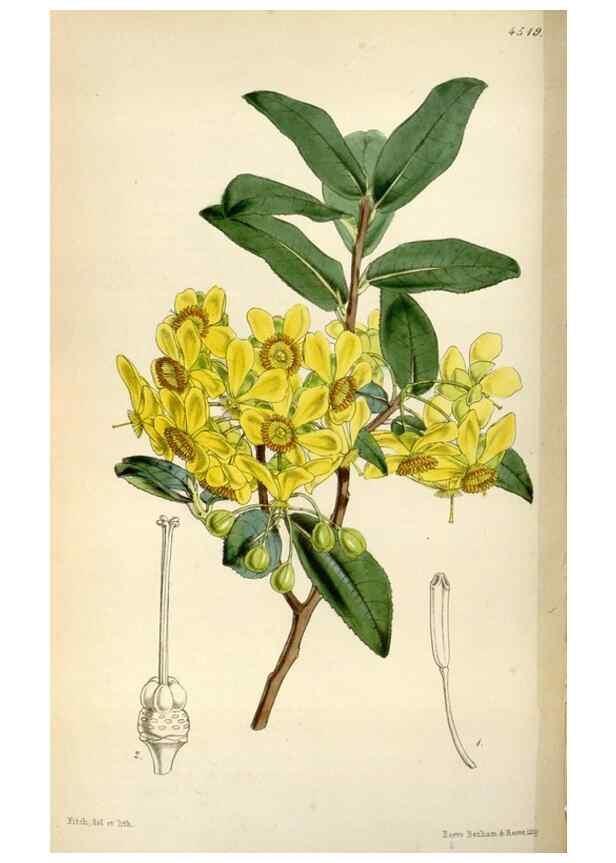 Reproducción/Reproduction 8240530209: Curtis's botanical magazine.. London ;New York [etc.] :Academic Press [etc.]