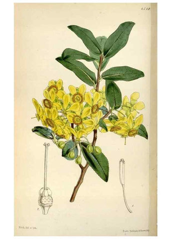 Reproducción/Reproduction 8240530209: Curtis's botanical magazine.. London ;New York [etc.] :Academic Press [etc.]