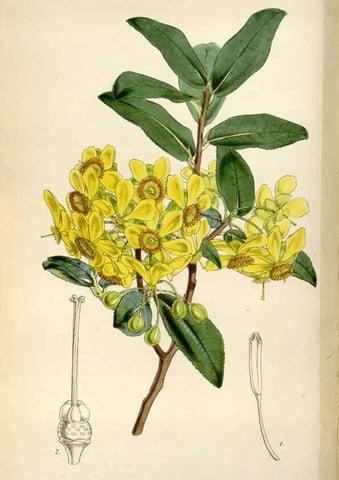 Reproducción/Reproduction 8240530209: Curtis's botanical magazine.. London ;New York [etc.] :Academic Press [etc.]
