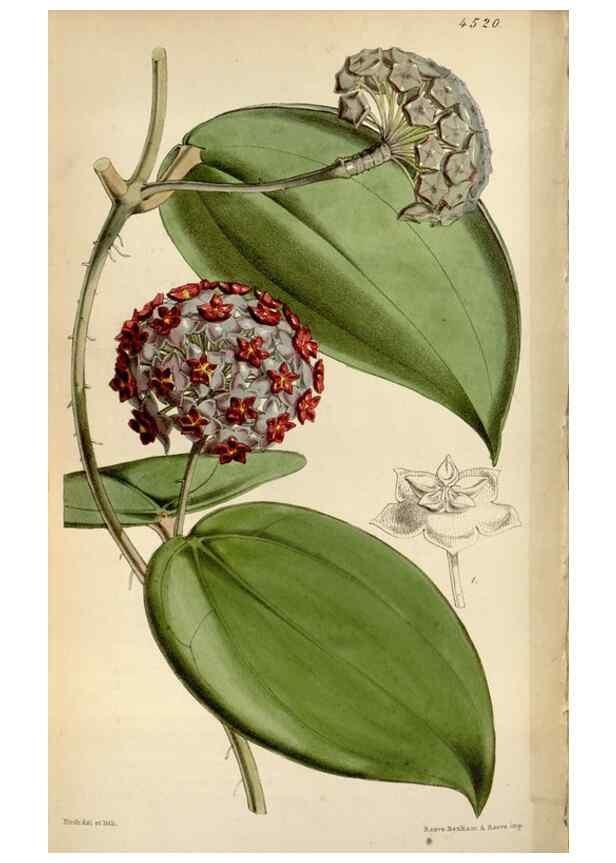 Reproducción/Reproduction 8240530923: Curtis's botanical magazine.. London ;New York [etc.] :Academic Press [etc.]