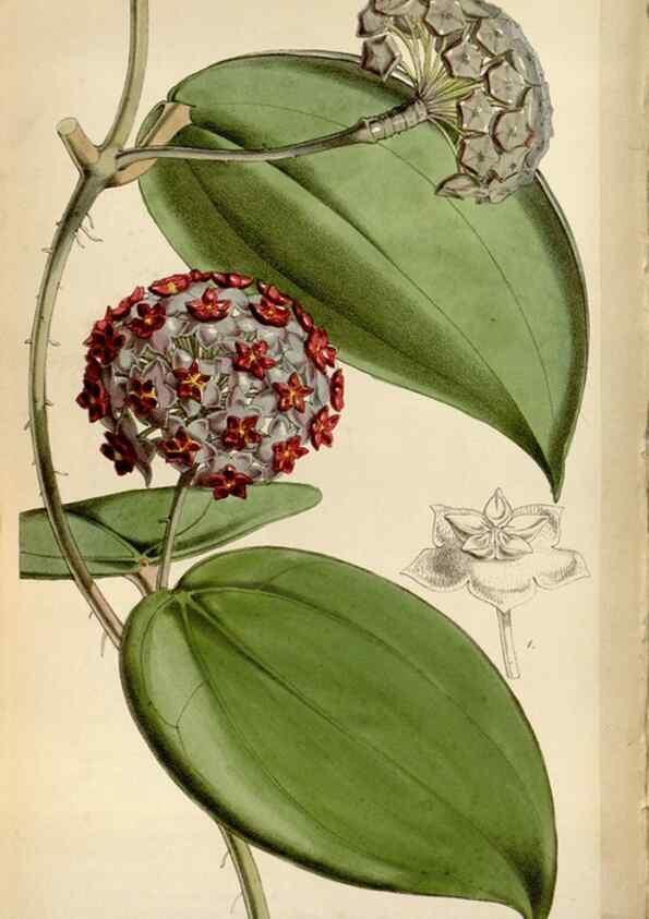Reproducción/Reproduction 8240530923: Curtis's botanical magazine.. London ;New York [etc.] :Academic Press [etc.]