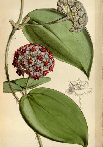 Reproducción/Reproduction 8240530923: Curtis's botanical magazine.. London ;New York [etc.] :Academic Press [etc.]