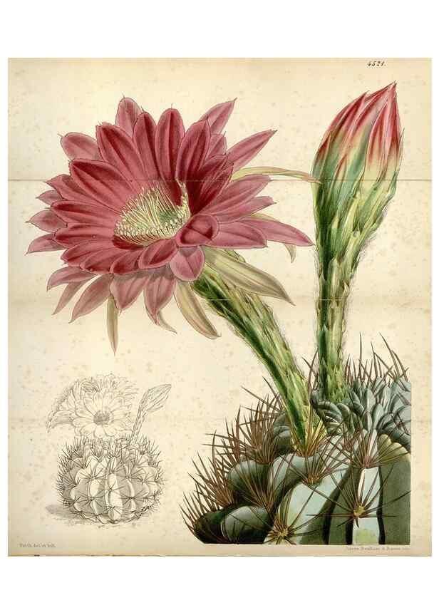 Reproducción/Reproduction 8241600818: Curtis's botanical magazine.. London ;New York [etc.] :Academic Press [etc.]