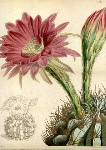 Reproducción/Reproduction 8241600818: Curtis's botanical magazine.. London ;New York [etc.] :Academic Press [etc.]