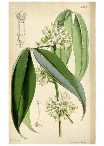 Reproducción/Reproduction 8241601606: Curtis's botanical magazine.. London ;New York [etc.] :Academic Press [etc.]