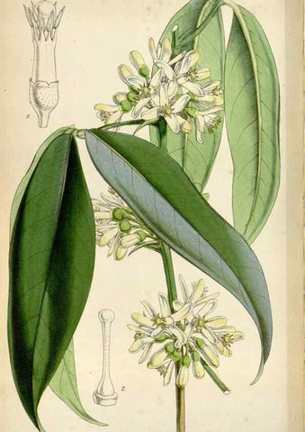 Reproducción/Reproduction 8241601606: Curtis's botanical magazine.. London ;New York [etc.] :Academic Press [etc.]
