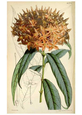Reproducción/Reproduction 8240533129: Curtis's botanical magazine.. London ;New York [etc.] :Academic Press [etc.]