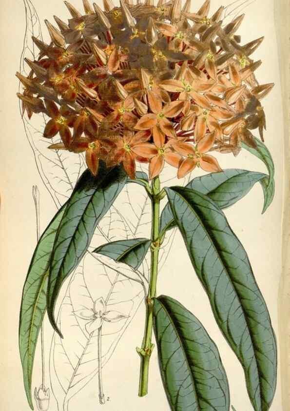 Reproducción/Reproduction 8240533129: Curtis's botanical magazine.. London ;New York [etc.] :Academic Press [etc.]