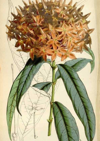 Reproducción/Reproduction 8240533129: Curtis's botanical magazine.. London ;New York [etc.] :Academic Press [etc.]