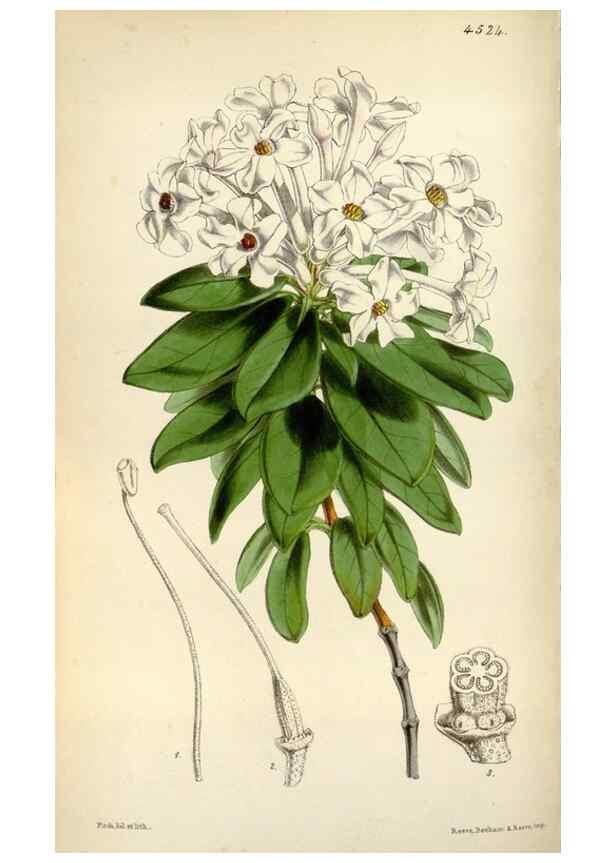 Reproducción/Reproduction 8240534041: Curtis's botanical magazine.. London ;New York [etc.] :Academic Press [etc.]