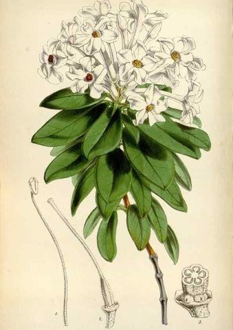 Reproducción/Reproduction 8240534041: Curtis's botanical magazine.. London ;New York [etc.] :Academic Press [etc.]