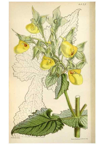 Reproducción/Reproduction 8240534905: Curtis's botanical magazine.. London ;New York [etc.] :Academic Press [etc.]