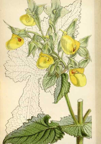 Reproducción/Reproduction 8240534905: Curtis's botanical magazine.. London ;New York [etc.] :Academic Press [etc.]