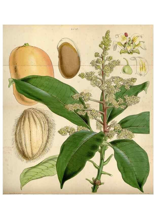 Reproducción/Reproduction 8240521745: Curtis's botanical magazine.. London ;New York [etc.] :Academic Press [etc.]