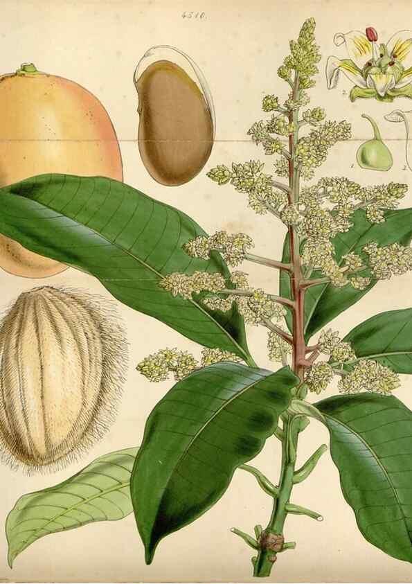 Reproducción/Reproduction 8240521745: Curtis's botanical magazine.. London ;New York [etc.] :Academic Press [etc.]