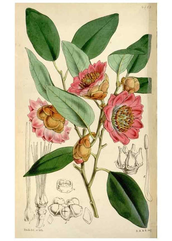 Reproducción/Reproduction 8240521331: Curtis's botanical magazine.. London ;New York [etc.] :Academic Press [etc.]