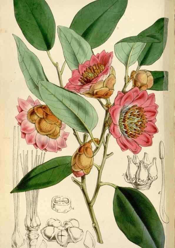 Reproducción/Reproduction 8240521331: Curtis's botanical magazine.. London ;New York [etc.] :Academic Press [etc.]