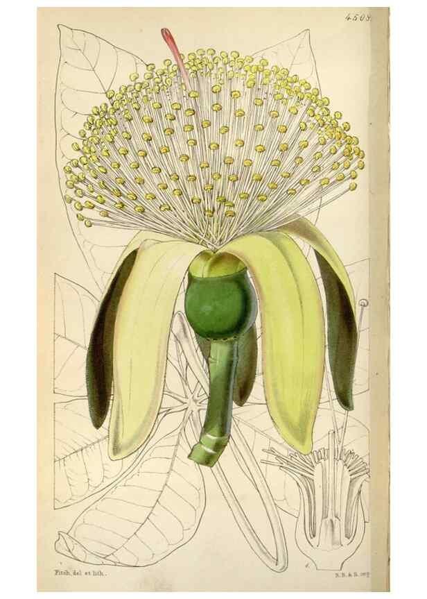 Reproducción/Reproduction 8241589362: Curtis's botanical magazine.. London ;New York [etc.] :Academic Press [etc.]