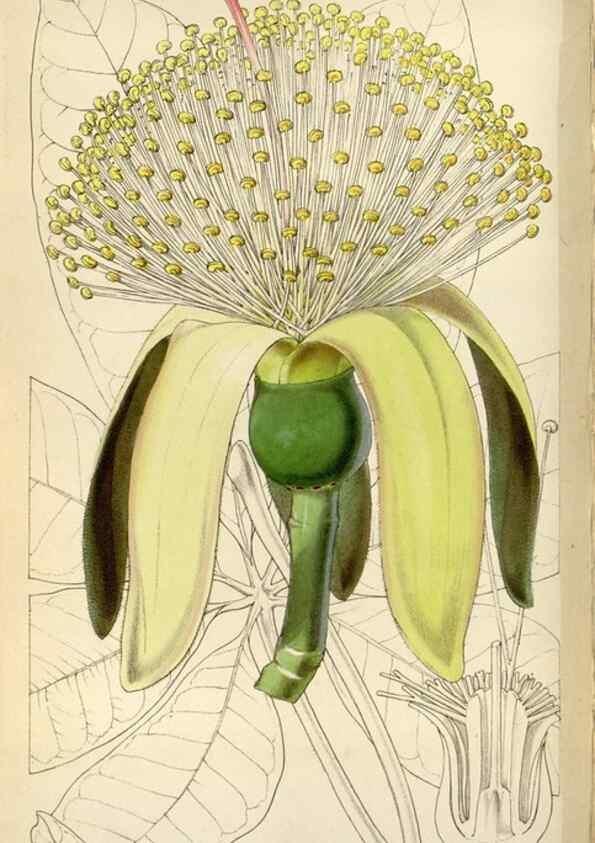 Reproducción/Reproduction 8241589362: Curtis's botanical magazine.. London ;New York [etc.] :Academic Press [etc.]