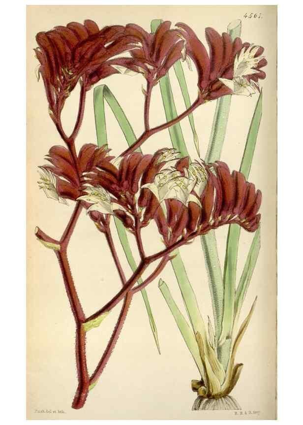 Reproducción/Reproduction 8241588438: Curtis's botanical magazine.. London ;New York [etc.] :Academic Press [etc.]