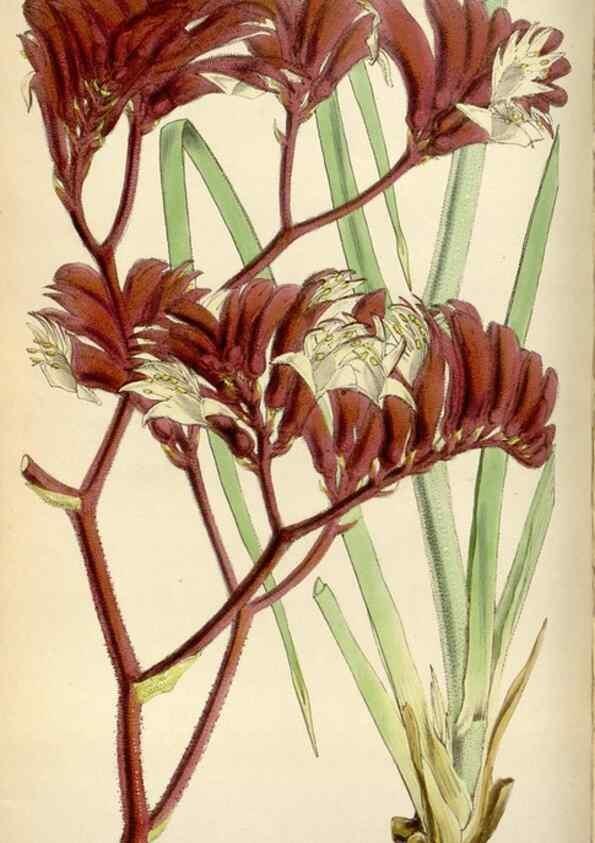 Reproducción/Reproduction 8241588438: Curtis's botanical magazine.. London ;New York [etc.] :Academic Press [etc.]